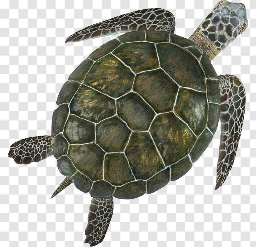 Green Sea Turtle Reptile - Box - Tortoide Transparent PNG