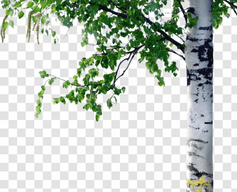 Trunk Paper Birch Curly Betula Pubescens Tree Transparent PNG