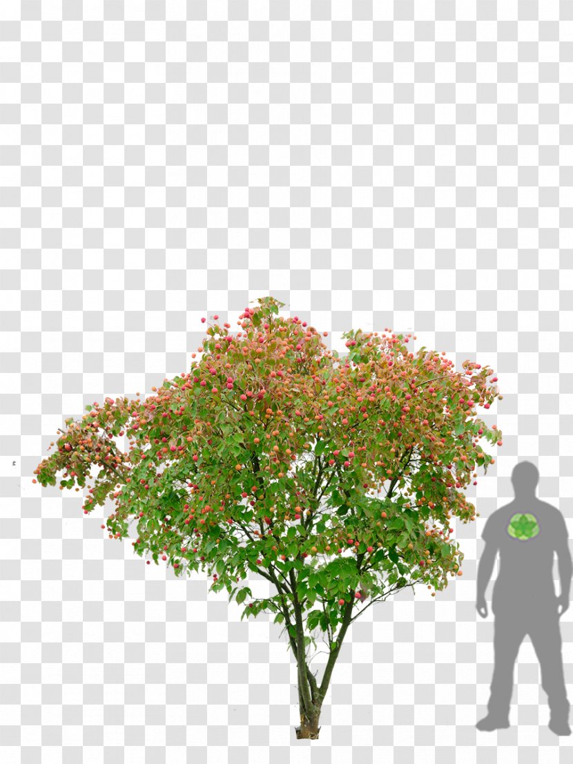 Flowering Dogwood Kousa Pine Garden Japan - Flowerpot Transparent PNG