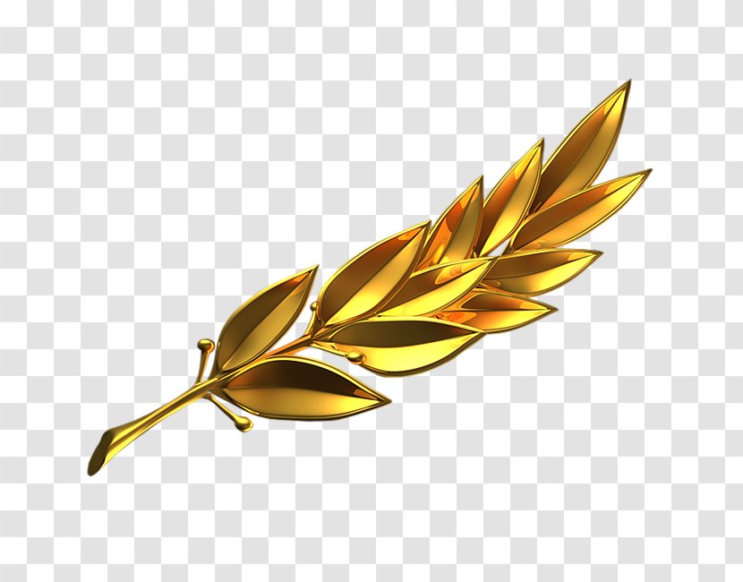 Branch Gold Laurel Wreath - Plant - Bay Transparent PNG