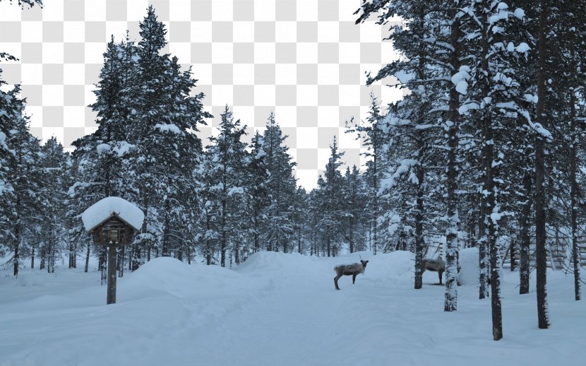 Finland Building Wallpaper - Spruce Fir Forest - Snow Eight Transparent PNG