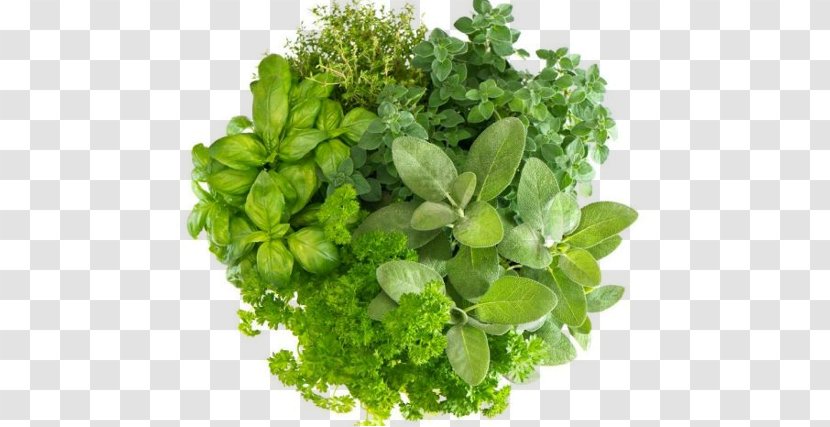 Herbal Tea Masala Chai Health Basil - Herb - Spices Herbs Transparent PNG