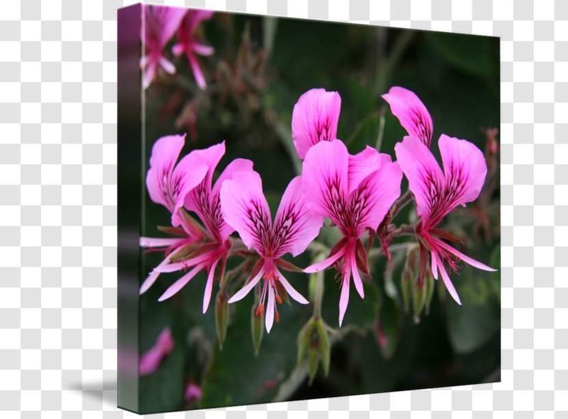 Crane's-bill Pink M Annual Plant Family Close-up - Petal - Candy In Kind Transparent PNG