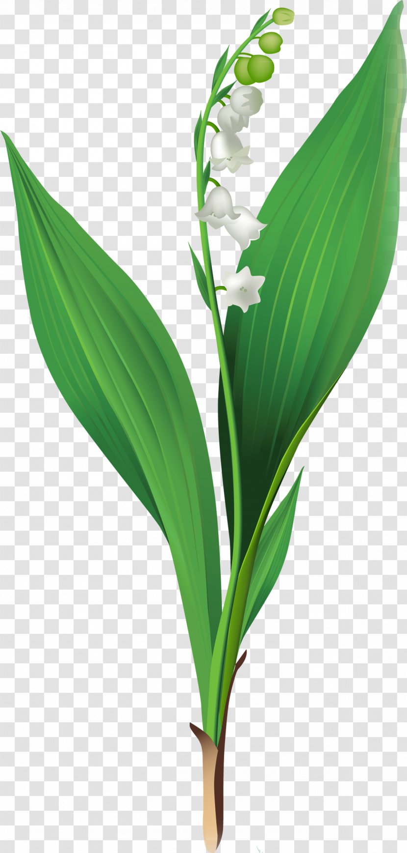 Lily Of The Valley Cut Flowers Clip Art - Plant Stem Transparent PNG