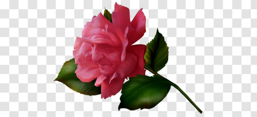 Tim Burton Garden Roses Centifolia Floribunda Alice In Wonderland - Flower Transparent PNG