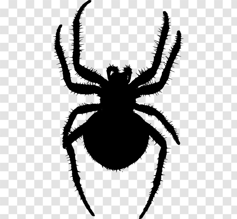 Angulate Orbweavers Spider Web Clip Art - Invertebrate - Orb Weaver Transparent PNG