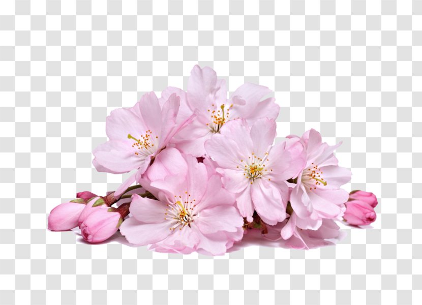 Cherry Blossom Flower Stock Photography - Cartoon - Sakura Transparent PNG