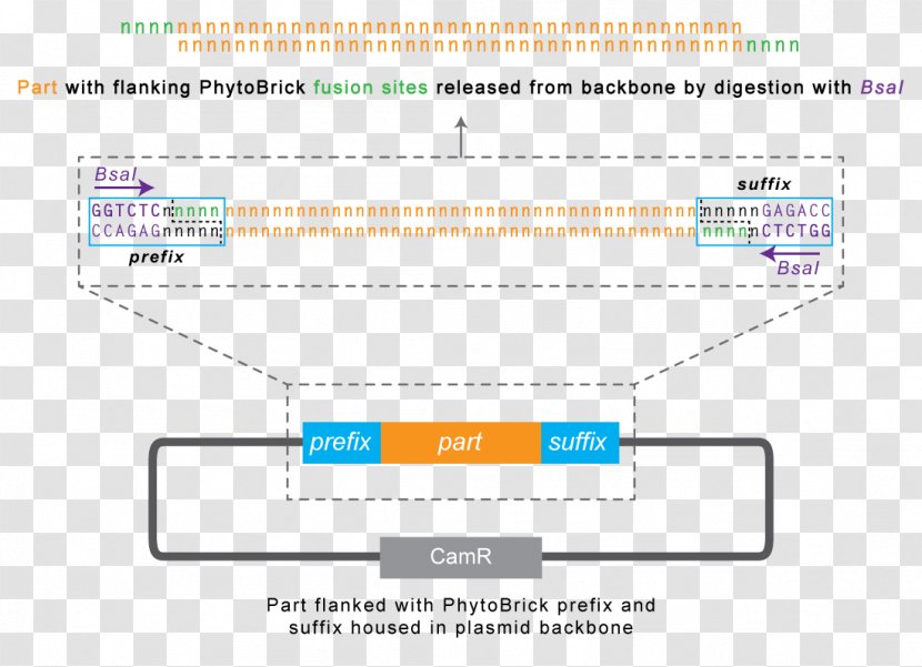 International Genetically Engineered Machine Synthetic Biology Vector Plasmid - Number - Green Plant Transparent PNG