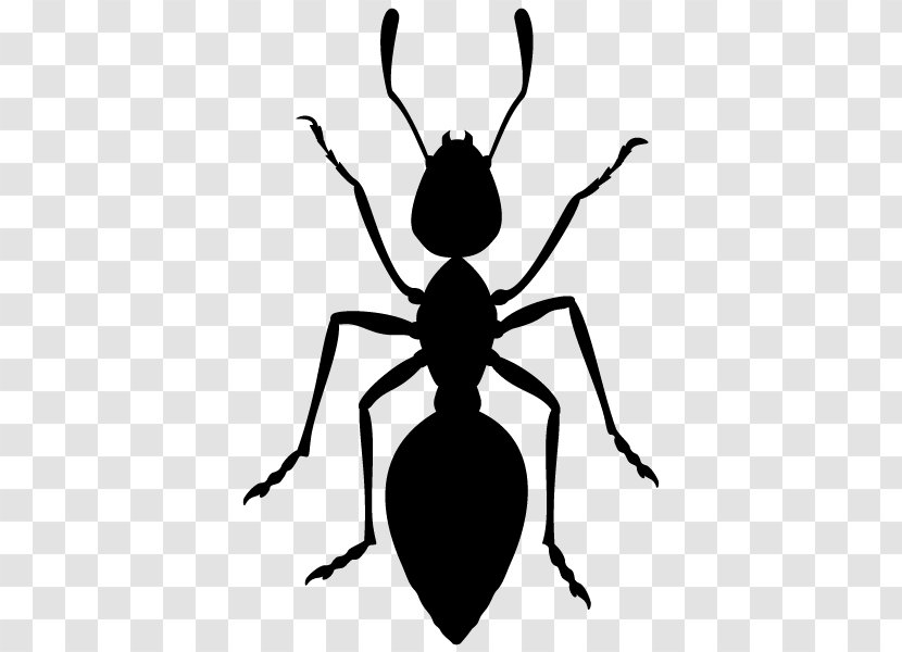 Ant Silhouette Clip Art - Insect Transparent PNG