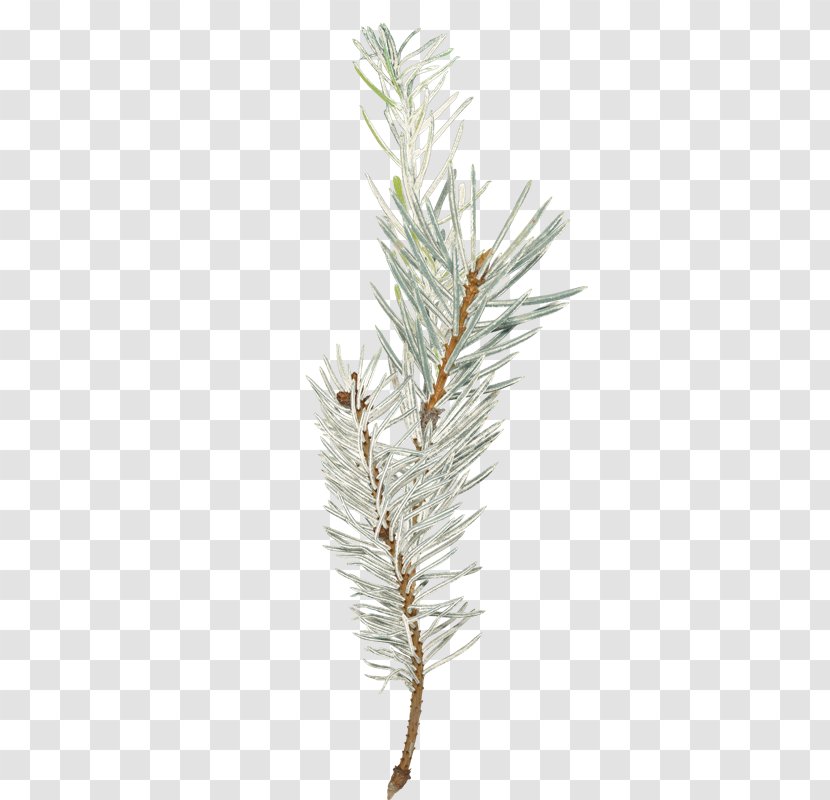 Spruce Photography Video Larch - Pine Family - Plantas Transparent PNG