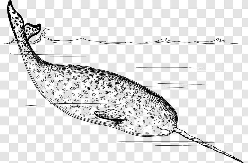 Narwhal Walrus Arctic Tusk Clip Art - Wing - Transparent Water Transparent PNG