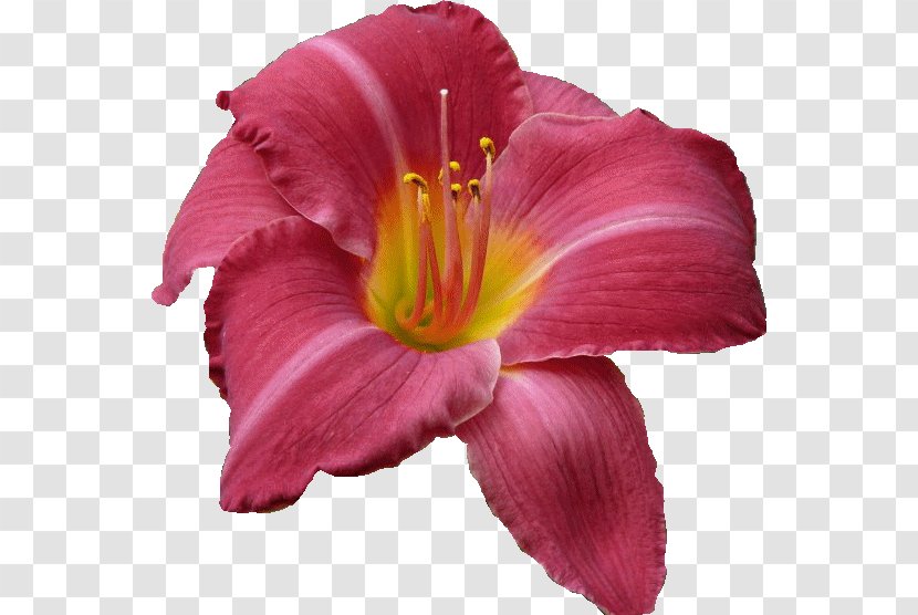 Petal Cut Flowers Pink M - Magenta Transparent PNG