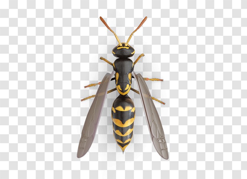 Hornet True Bugs Triatoma Dimidiata Chagas Disease Rubida - Assassin Bug - Insect Transparent PNG