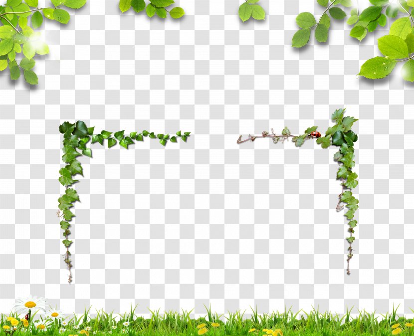 U732au5934u76aeu75d2 If(we) Child - Organism - Leaves,vine,Grass Transparent PNG