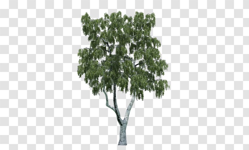 Tree Populus Nigra - Plant Transparent PNG
