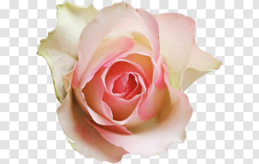 Garden Roses Centifolia Clip Art - Floribunda - Flower Transparent PNG