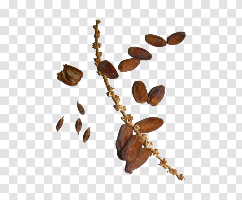 Date Palm Dates Noyau Arecaceae - Jewellery Transparent PNG