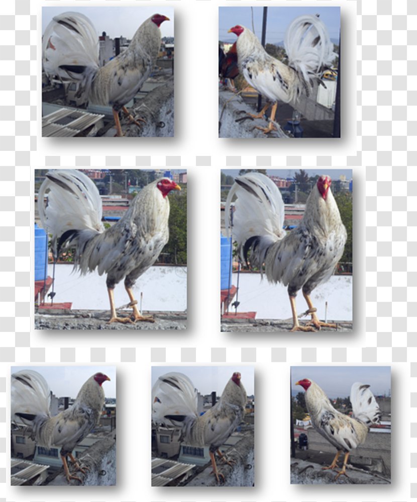 Rooster Gamecock Dominique Chicken Modern Game Fowl American - Beak - Bird Transparent PNG