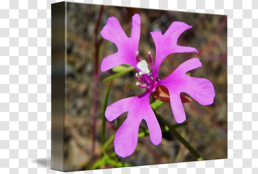 Clarkia Pulchella Wildflower Plant Petal Lychnis Flos-cuculi - Pink Fairy Transparent PNG