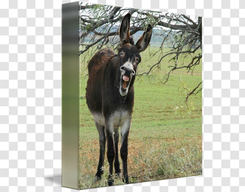 Mule Friday Workweek And Weekend Humour Donkey - Watercolor Transparent PNG