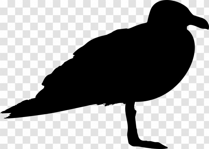 Gulls Bird Silhouette Clip Art - Black And White - Kiwi Transparent PNG