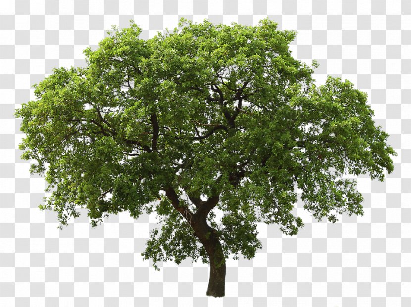 Tree Oak - Rendering - Jack Transparent PNG