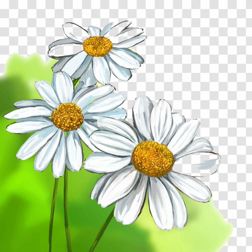 Common Daisy Drawing Stock Illustration - Chrysanths - Watercolor Chrysanthemum Transparent PNG