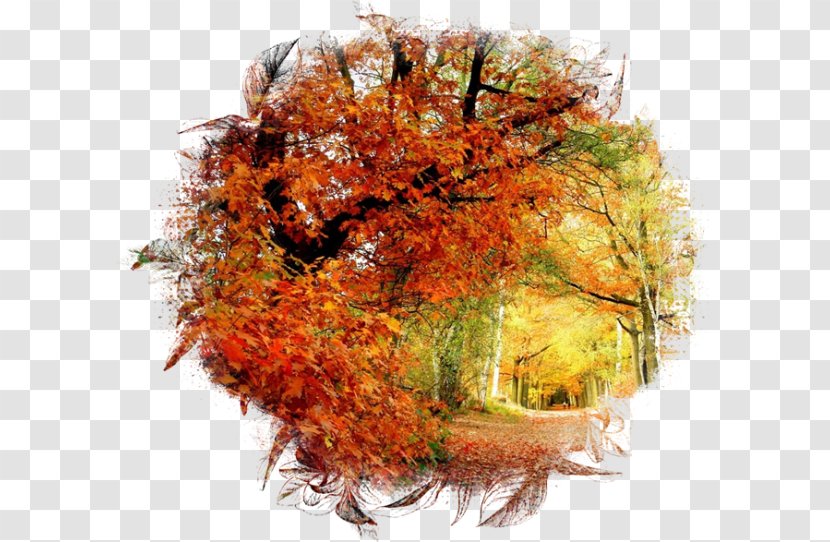 Desktop Wallpaper Ultra-high-definition Television UXGA 4K Resolution - Tablet Computers - Autumn Transparent PNG