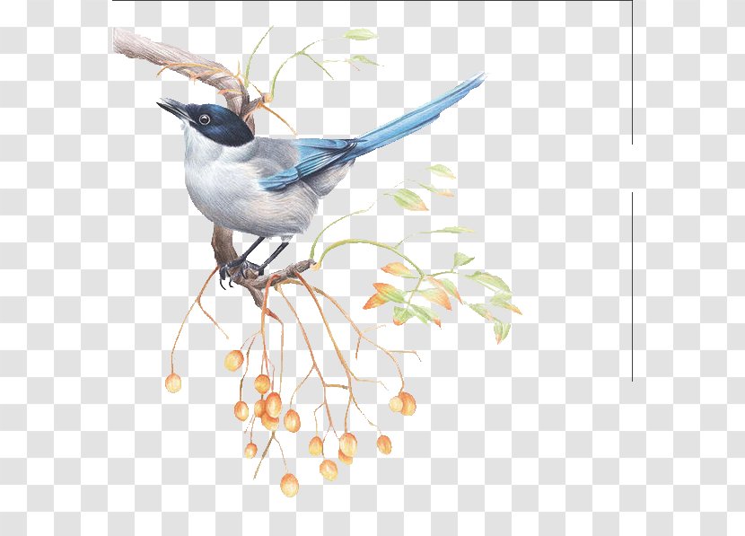 Bird Drawing Illustration - Azurewinged Magpie Transparent PNG