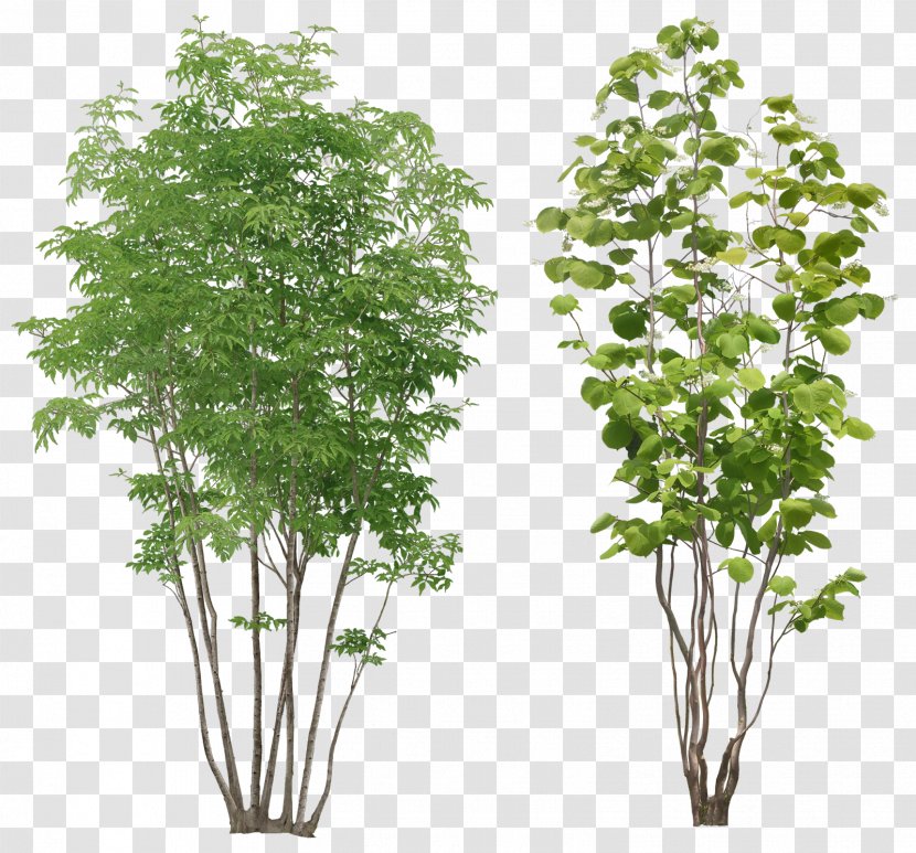 Populus Alba Tree Arecaceae - Herb - Bushes Transparent PNG