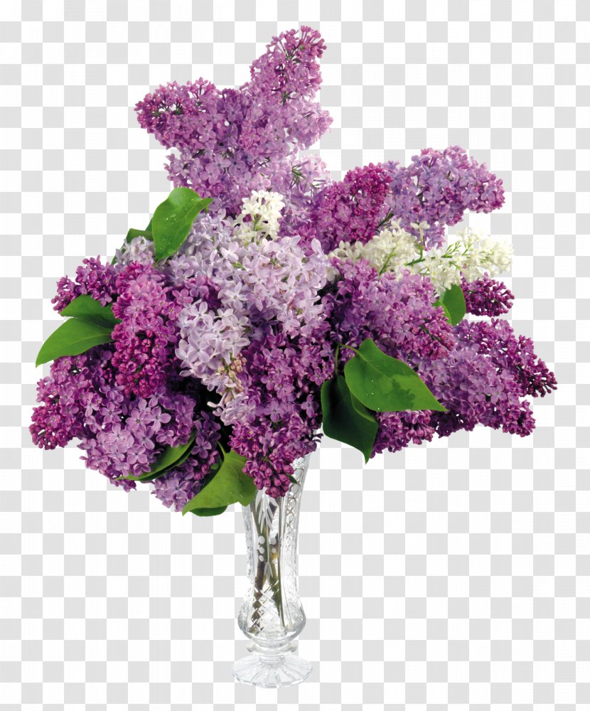Common Lilac Flower Bouquet Desktop Wallpaper - Flowering Plant Transparent PNG