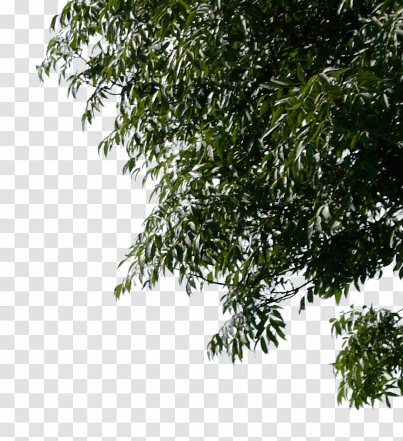 Tree Branch Desktop Wallpaper - Evergreen - Christmas Corner Transparent PNG