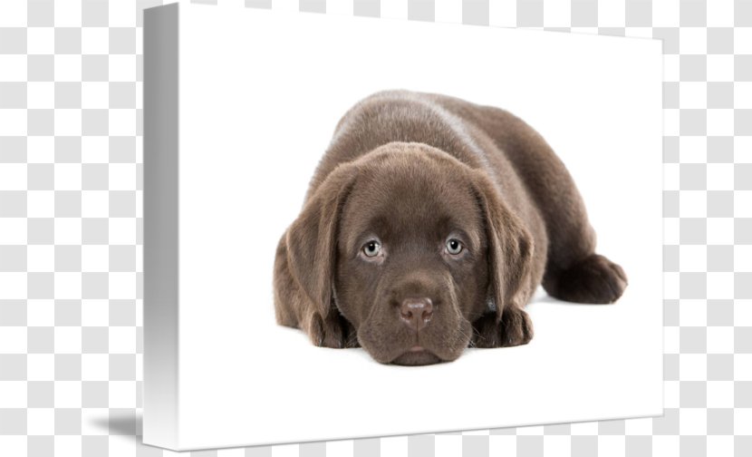 Labrador Retriever Flat-Coated Puppy Golden Dog Breed - Companion - Chocolate Lab Transparent PNG