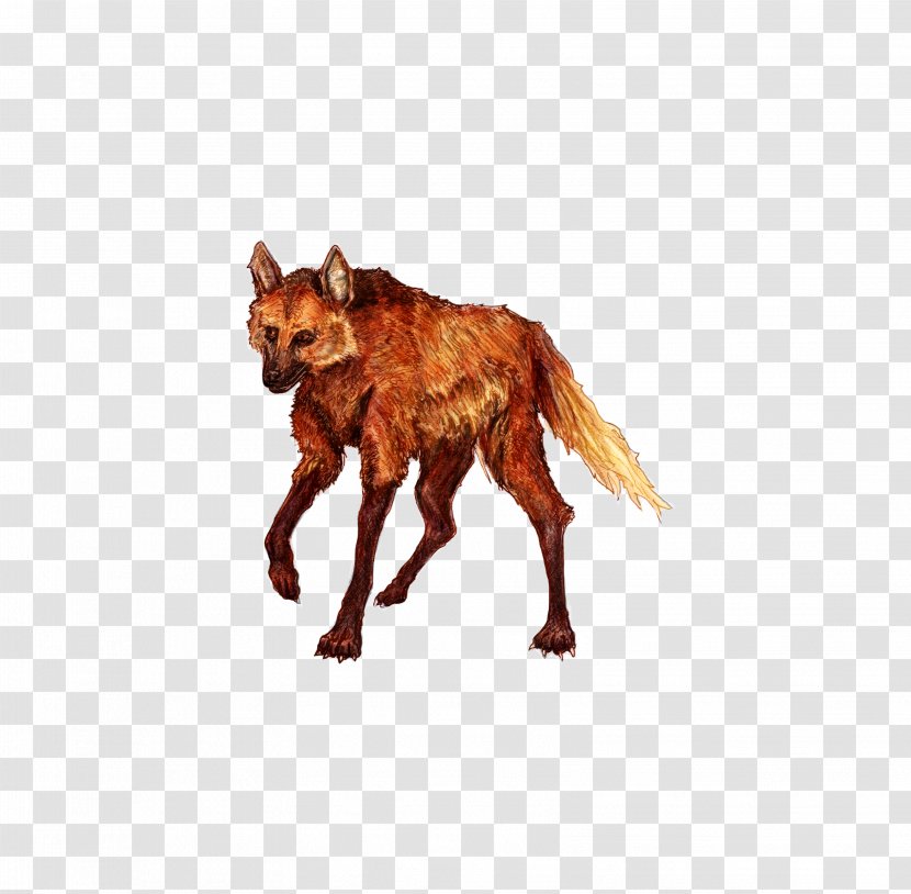 Red Fox Fauna - Tail - Maned Wolf Cute Transparent PNG