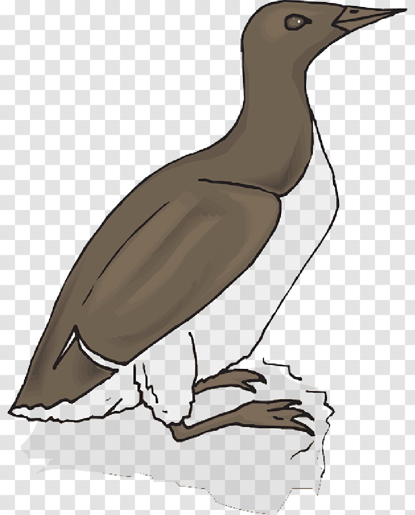 Bird Goose Duck Beak Gulls - Drawing - Spicies Transparent PNG