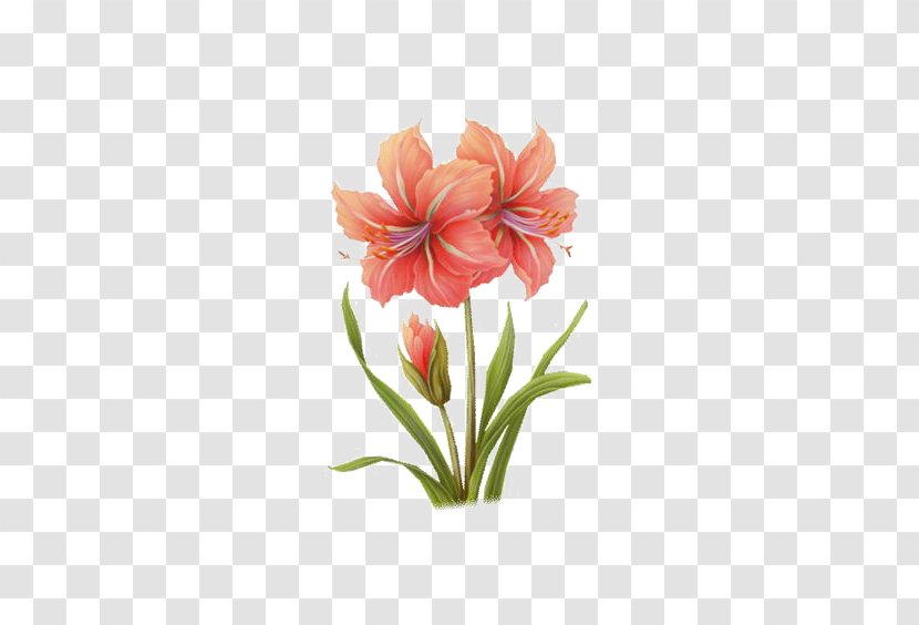 Watercolor: Flowers Watercolor Painting - Plant Stem Transparent PNG