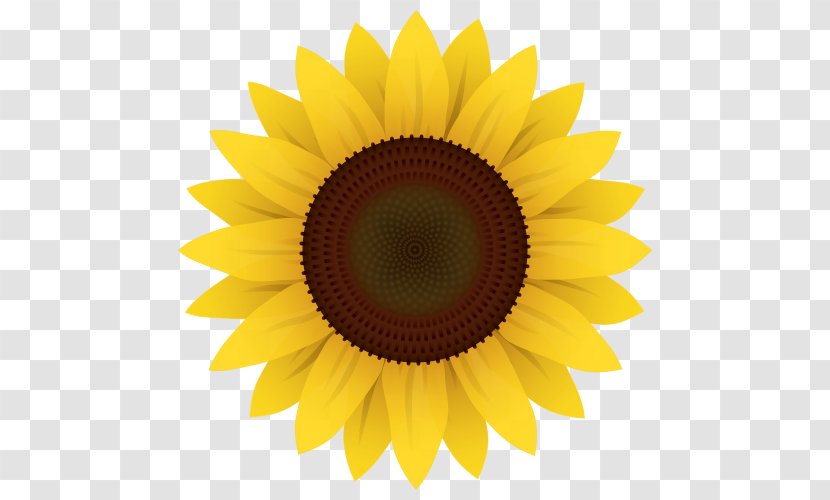 Common Sunflower Clip Art - Sun Flower Transparent PNG