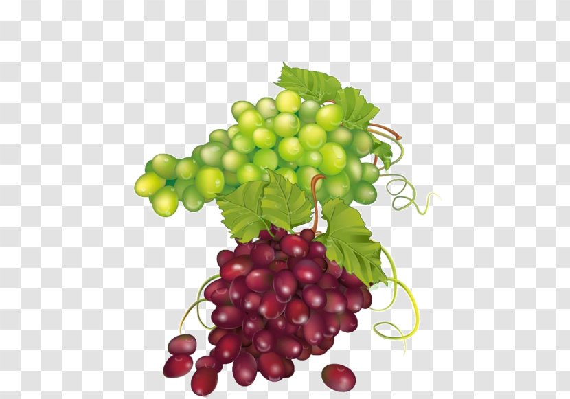 Common Grape Vine Zante Currant Seedless Fruit Leaves - Seed Extract Transparent PNG