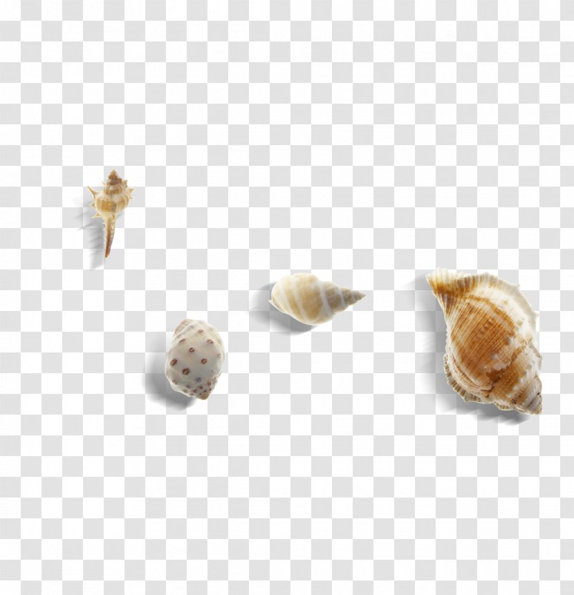 Sea Snail Conch Seashell - Snails And Slugs Transparent PNG