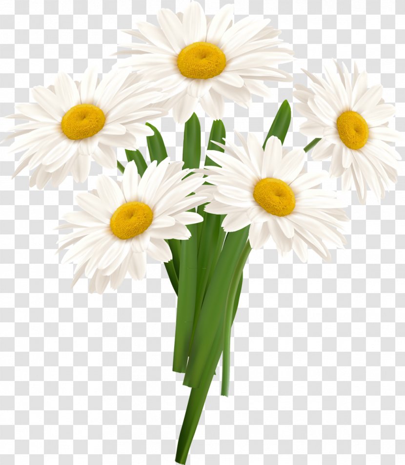 Flower - Floristry - White Camomile Transparent PNG