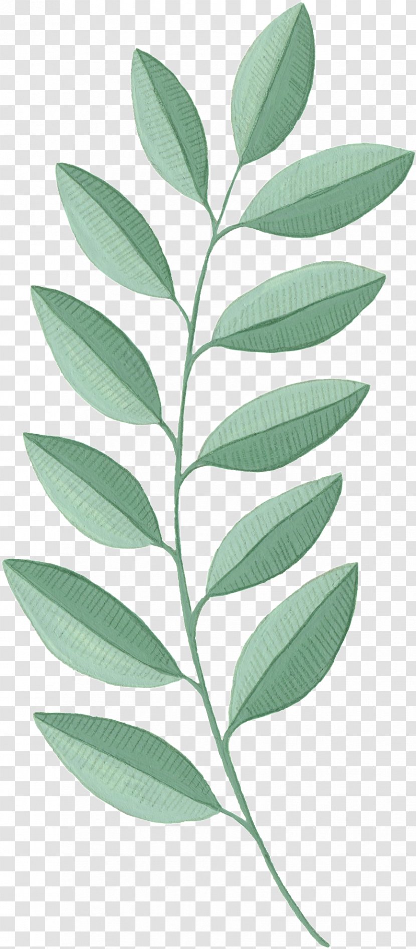 Leaf Plant Flower Tree Woody - Stem - Herbaceous Transparent PNG