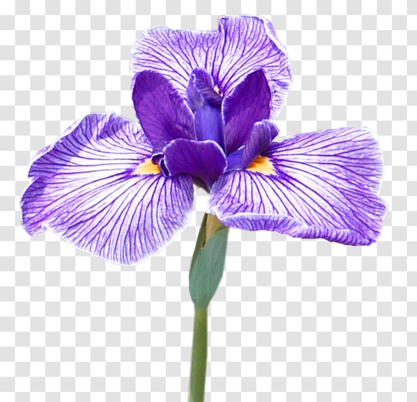 Northern Blue Flag Flower Orris Root Iris Croatica Irises - Tulip Transparent PNG