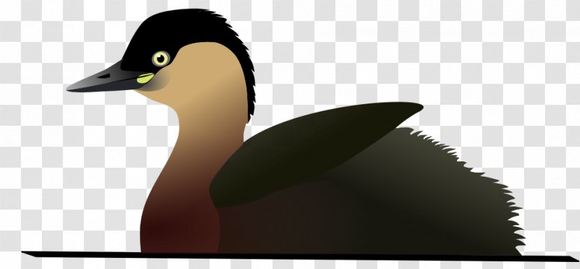 Lake Alaotra Bird Grebe Little Extinction Transparent PNG