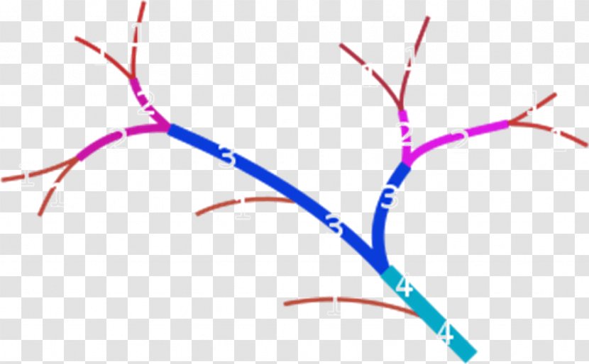 Amazon River Stream Order Tributary - Flower - Math Tree Transparent PNG