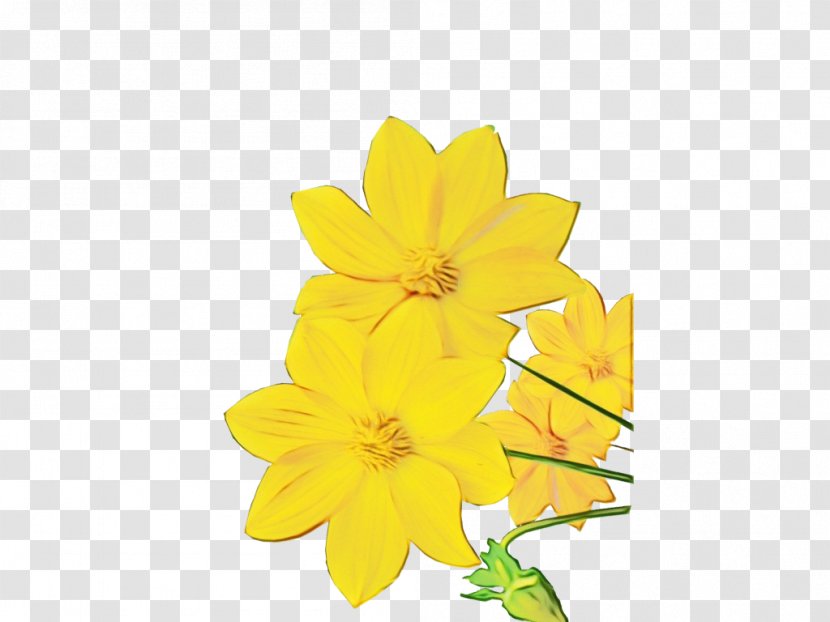 Flowers Background - Evening Primrose - Hypericum Family Transparent PNG