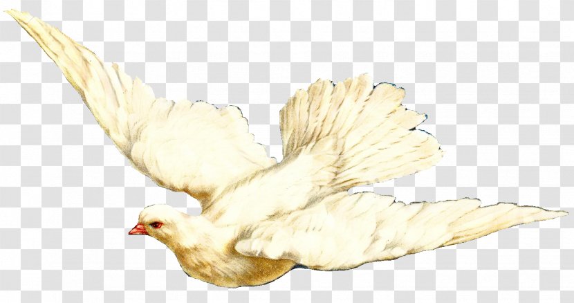 Animal Cartoon - Wing Bird Transparent PNG