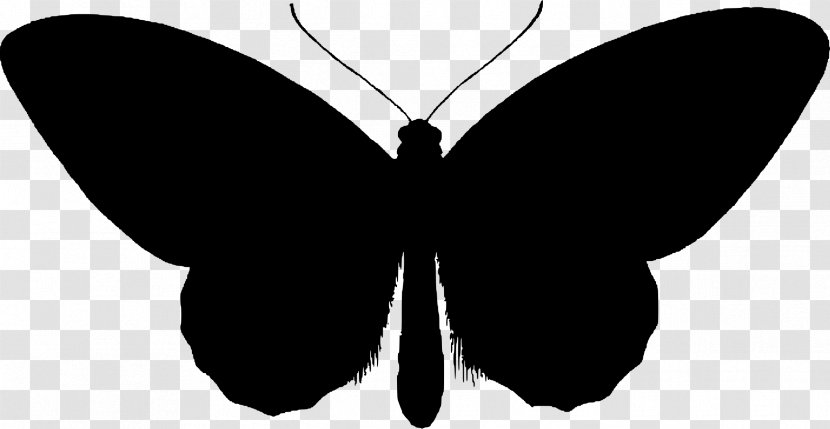 Butterfly Silhouette Clip Art Transparent PNG