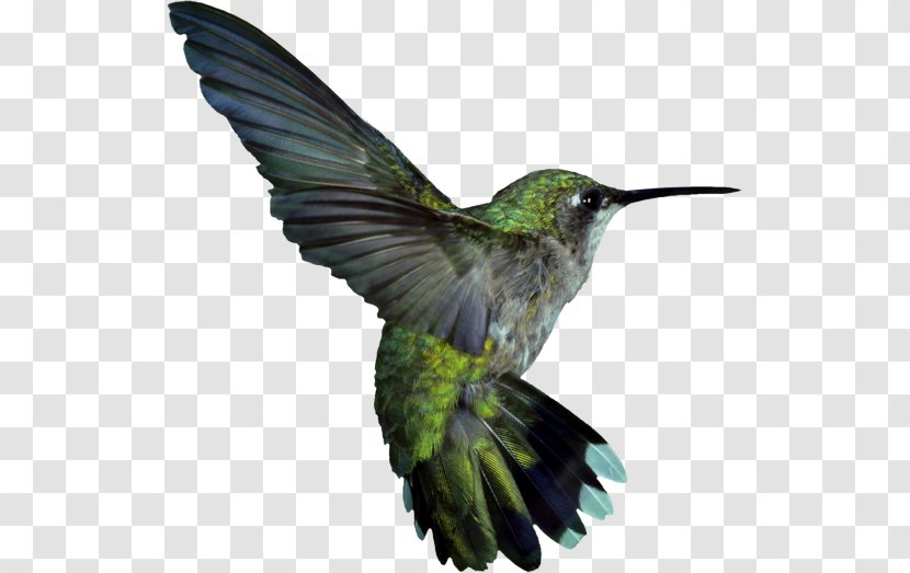 Google Hummingbird Ruby-throated Clip Art - Wing - Bird Transparent PNG