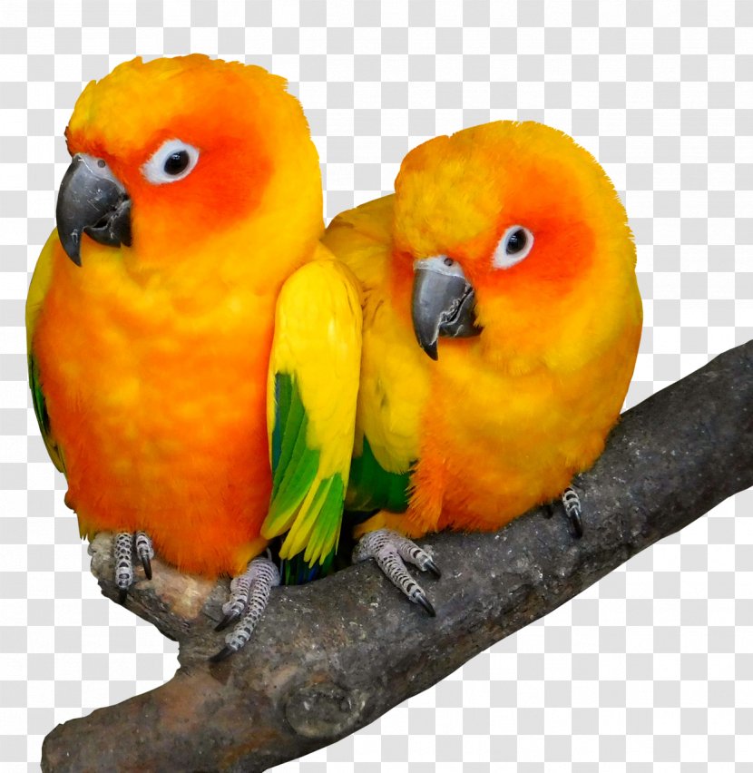 Lovebird Cockatoo Beak Parrots - Bird Transparent PNG