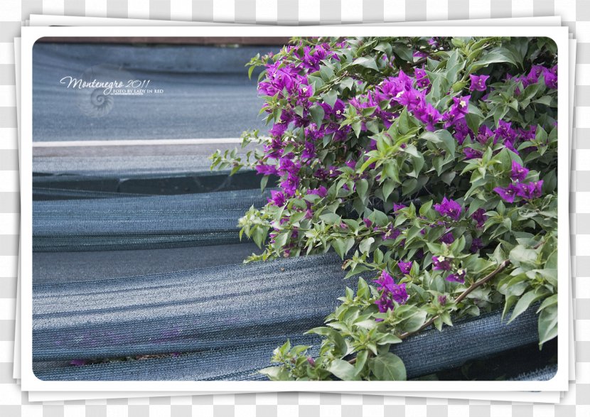 Flowering Plant Shrub - Montenegro Transparent PNG